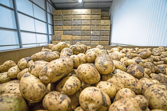 Growers will be asked to vote on the future of a levy for the potato sector in early 2021.
