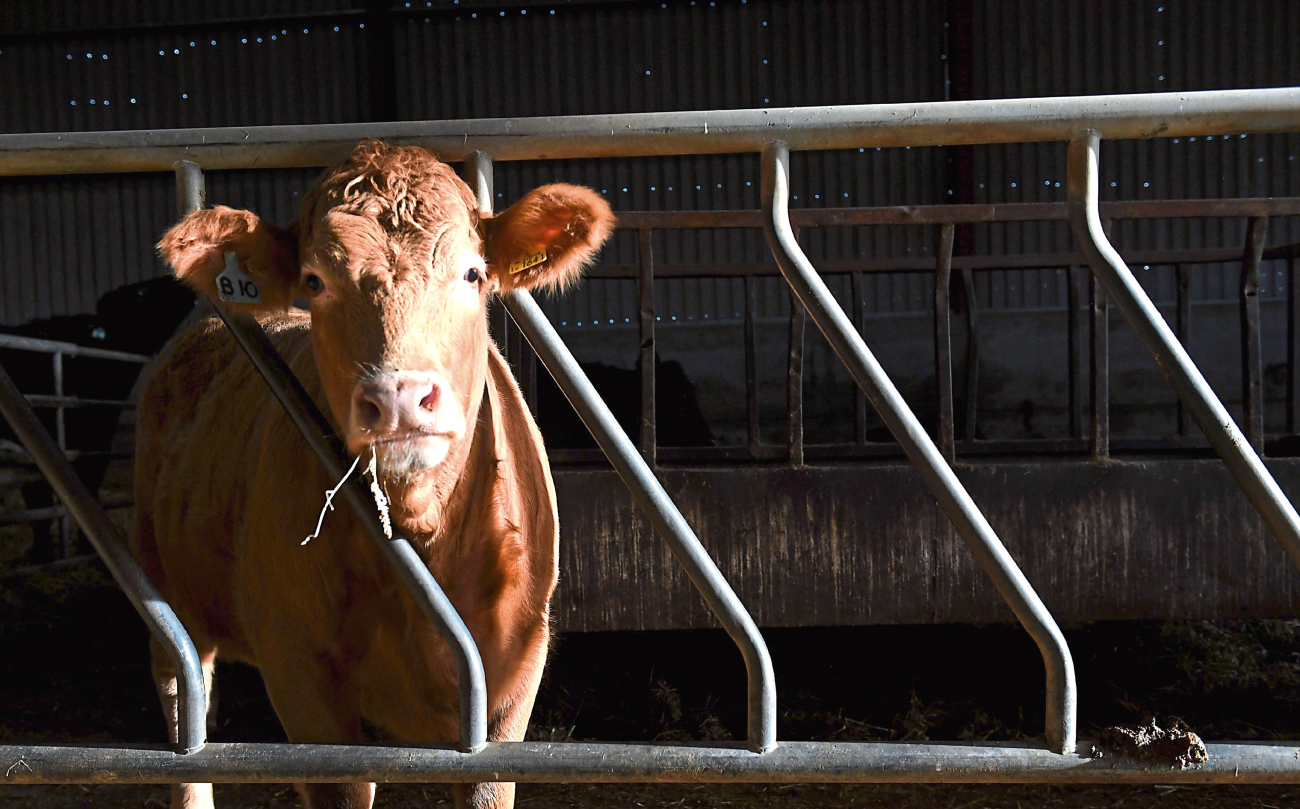 Liver fluke: New test could offer farmers results in 10 minutes - Vimarsana News