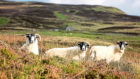 Output from the sheep sector is expected to fall by more than a third in a no-deal scenario.