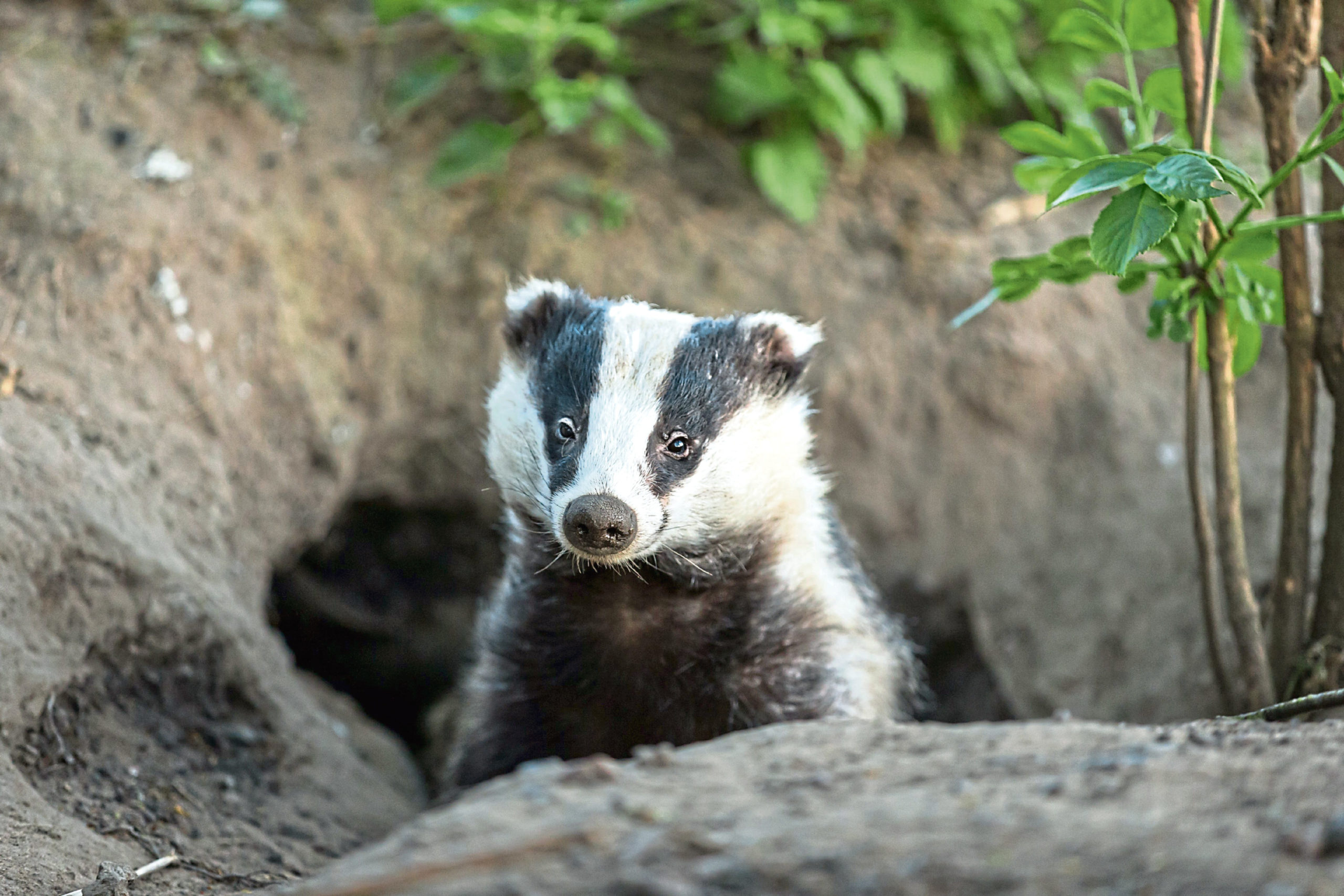 Farmers encouraged to respond to badger survey - Vimarsana News