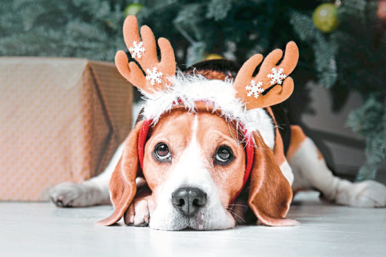 Beautiful beagle dog posing as a reindeer sits near a Christmas tree.