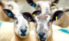 Scottish sheep numbers rose by 0.8%, compared to decreases in England, Northern Ireland and Wales.