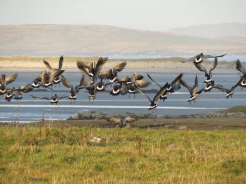 Barnacle geese would be one of the attractions of the Outer Hebrides Wildlife Festival.