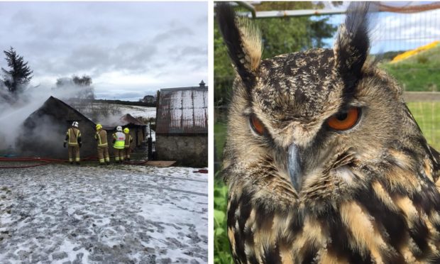 Firefighters tackle the blaze at Coachford after Ms Lavin rescued her pets, including Eurasian eagle-owl Ugg, from the smoke and flames.