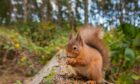 A red squirrel at Carnie Woods near Westhill. Rangers have asked the public not to feed them too much food, for fear of rats.