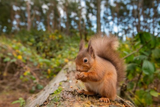 A red squirrel at Carnie Woods near Westhill. Rangers have asked the public not to feed them too much food, for fear of rats.