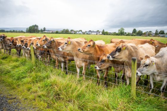 IN-COO-LATE: Get abdy in line ahin a fence and gie em a quick jab on the wye past and that'll be the hale o the village