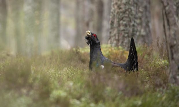 Cairngorm Capercaillie Project is working with mountain bikers to protect the capercaillie. Picture by