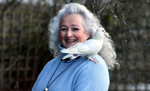 Mel Shand pictured with her pet dove Gloria.
Picture by Chris Sumner