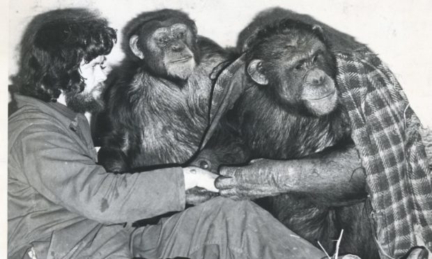 Aberdeen Zoo head keeper John Buchan with chimps - Heather and Humphrey, well wrapped up against the cold, in 1977.