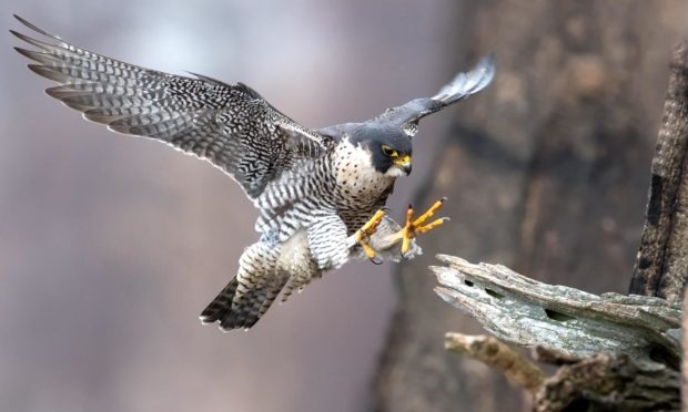 Falconry is a form of bird control. The birds are used to try and scare off feral pigeons or gulls.