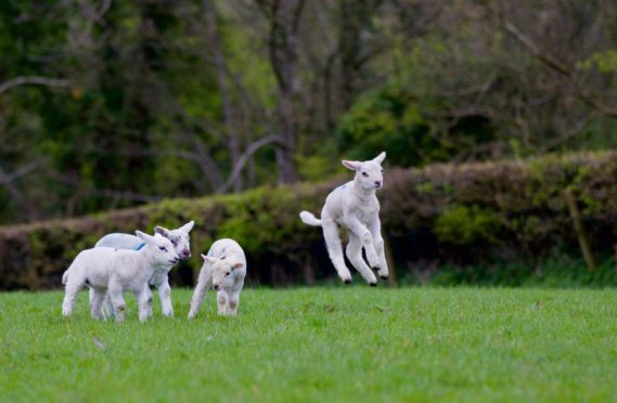 Spring turnout won't just involve lambs this year.