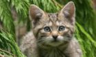 Feline fine: The Highland Wildlife Park is matchmaking for wildcat breeding success.