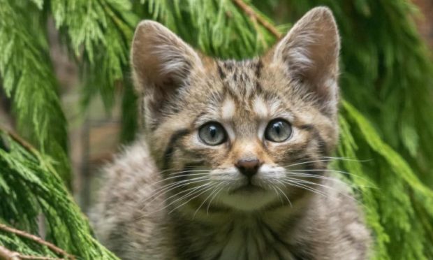 The Highland Wildlife Park has taken the "difficult decision" to close as Scotland goes back into lockdown.