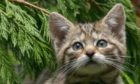 A wildcat kitten in woodland.
