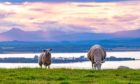 Sheep on a hill overlooking the River Forth - Scotland with Stirling in the background; Shutterstock ID 1580829880; Purchase Order: -

Generic Scottish farmland picture.