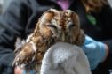 An owl in the care of the wildlife rescue centre New Arc in Aberdeenshire.