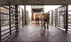 Farmers and hauliers are asked to "drop and go" when taking animals to market.