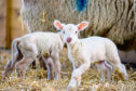 98% of lamb losses occur in the first seven days of life.