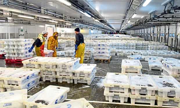 Peterhead fish market.