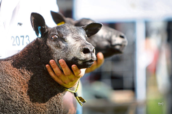 Blue Texels being shown at the Royal Highland Show in 2019.