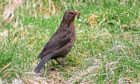 Blackbirds were among the most common birds spotted in Scotland last year.