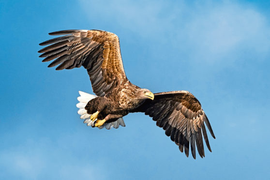 The White-tailed Eagle Action Plan launched in 2015.