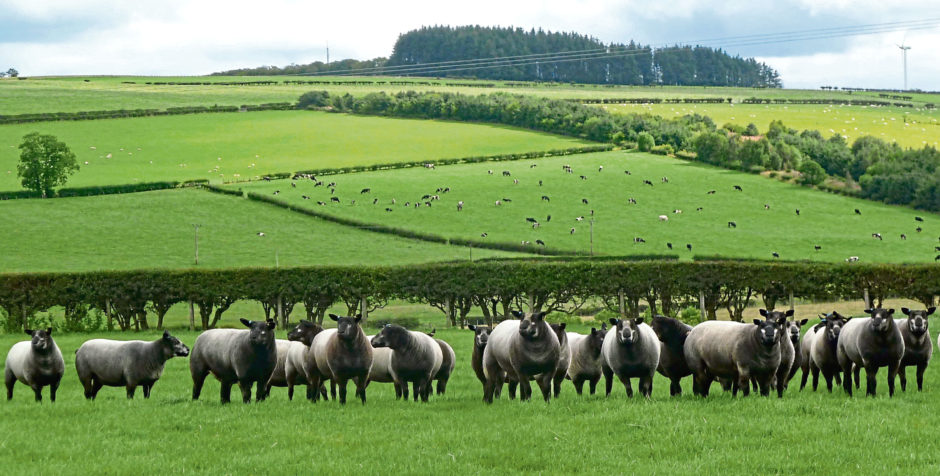 Blue Texels on a Scottish farm