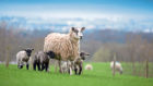 The study by Rothamsted Research Institute aimed to address the problem of 35% of lambs going to market being too fatty.