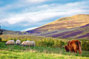 The Scottish Crofting Federation says a review of crofting legislation must start again in 2022.