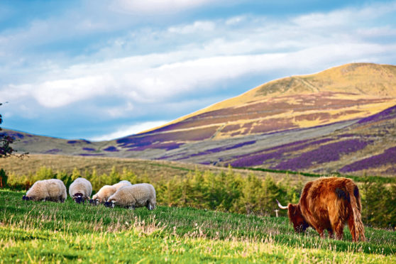 Crofters fear Brexit may mean more, not less bureaucracy, and a supply shortage of vital inputs.