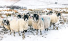 The Scottish Government has been accused of short-changing the farming sector.