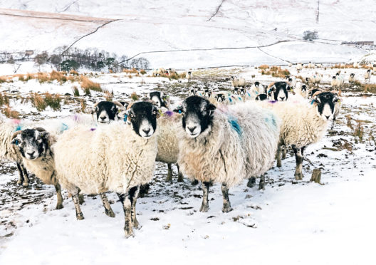 The Scottish Government has been accused of short-changing the farming sector.