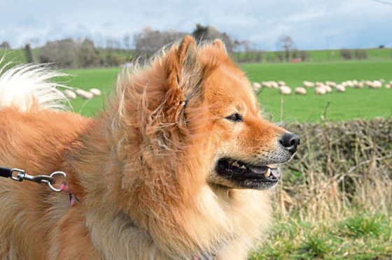 Pandemic puppy owners were more likely to be first-time dog owners that may be unaware of the risk to livestock from dogs says NSA.