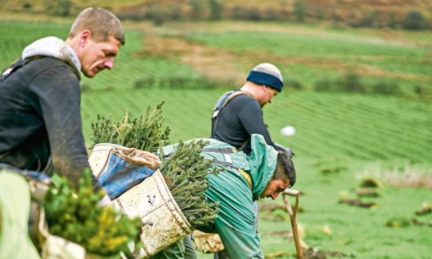 The programme will see 25 million trees planted.