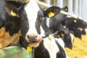 There were 836 dairy farms in operation in Scotland on July 1.