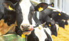 There were 836 dairy farms in operation in Scotland on July 1.