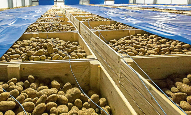 An estimated 22,000 tonnes of British seed potatoes are exported to Europe every year.