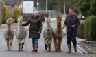 William Powrie walks his alpacas through Dingwall where they live.