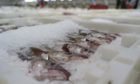 The whole seafood supply chain is threatened