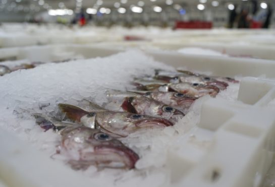 The whole seafood supply chain is threatened