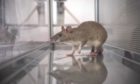 Specially trained sniffer rats can help fight disease