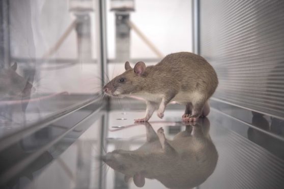 Specially trained sniffer rats can help fight disease