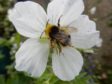 BeeWatch, a UK-wide citizen scientist programme, is relaunching. Supplied by Aberdeen University