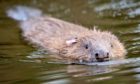 Trees for Life raises almost £60,000 to help legal battle with Nature Scot over killing of beavers