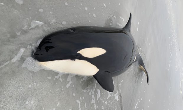 The orca, believed to be aged between three and four years old, has successfully been returned to the sea.