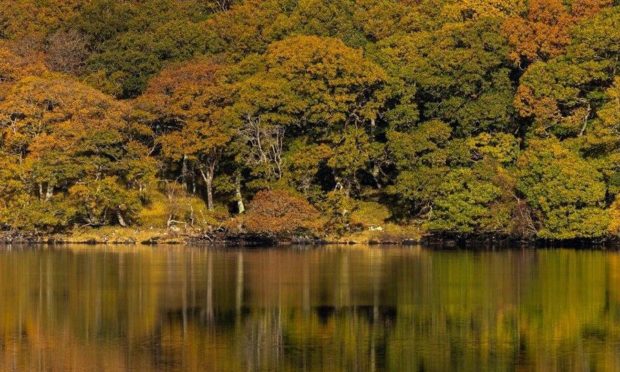 Loch Arienas, Morvern where RSPB Scotland are leading a project to enhance and restore important areas of the rainforest.