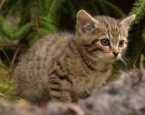 A Scottish wildcat, also known as a Highland tiger.
Credit: Wildcat Haven