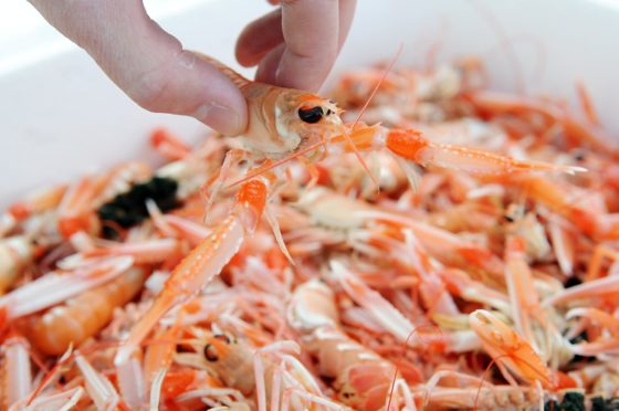 Photograph by Sandy McCook,Inverness 29th Sept '08
Langoustines from the west coast of Scotland fly from Inverness to Spain via London Gatwick Airport as airline Flybe fly the creatures south from Dalcross.
FILE PIX Nephrops Norvegicus or Langoustines at Inverness Airport for export.