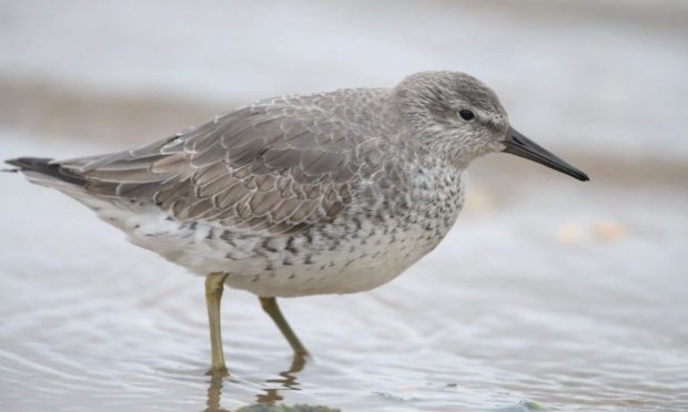 Residents in Shetland are being warned not to handle dead or sick birds as officials work to contain an outbreak of bird flu on the island of Whalsay.